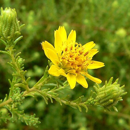 Hemizonia unspecified picture