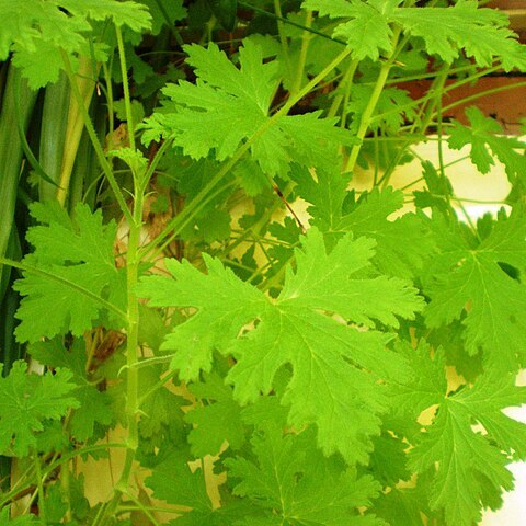 Pelargonium odoratissimum unspecified picture