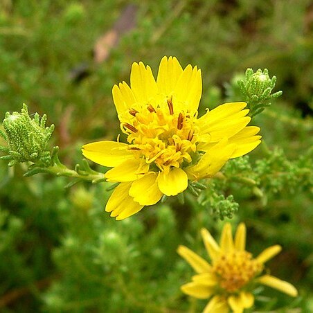 Deinandra unspecified picture