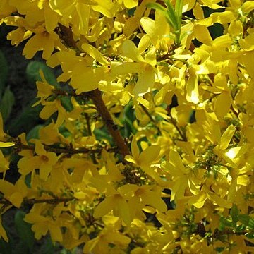 Forsythia togashii unspecified picture