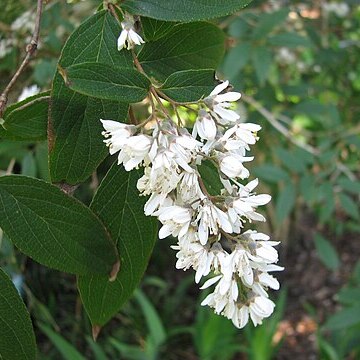 Deutzia ningpoensis unspecified picture