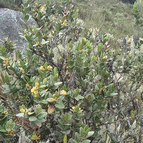 Disterigma alaternoides unspecified picture