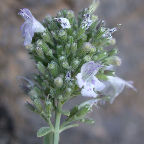 Micromeria unspecified picture