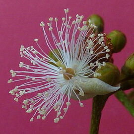 Caraipa unspecified picture