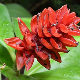 Costus osae unspecified picture