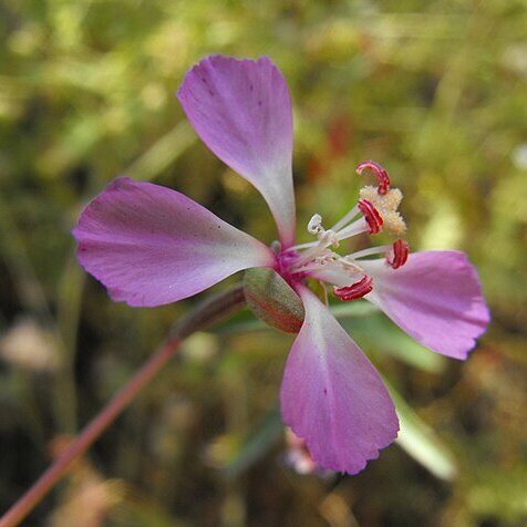 Clarkia delicata unspecified picture