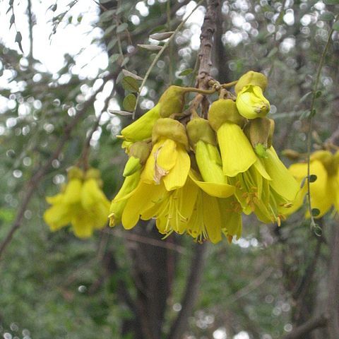 Sophora macnabiana unspecified picture