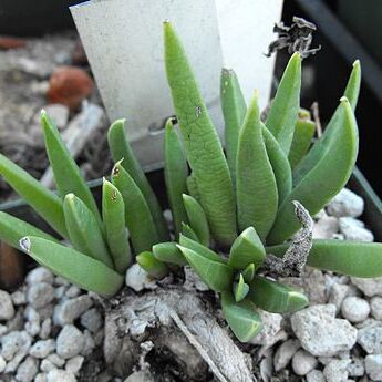 Bergeranthus unspecified picture