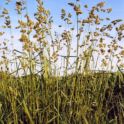 Dactylis unspecified picture