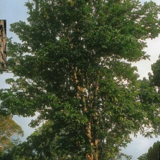 Carapa unspecified picture