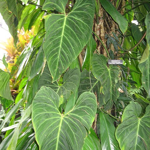 Philodendron gigas unspecified picture
