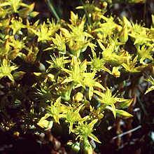 Sedum stenopetalum unspecified picture