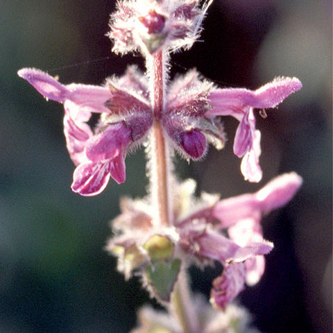 Stachys ajugoides unspecified picture