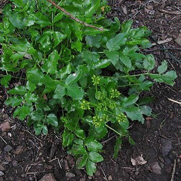 Tauschia unspecified picture