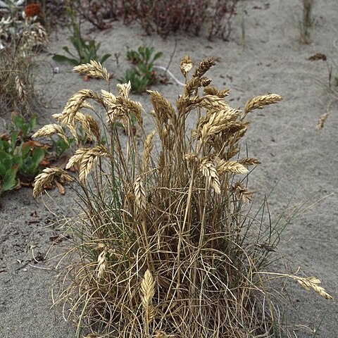 Poa macrantha unspecified picture