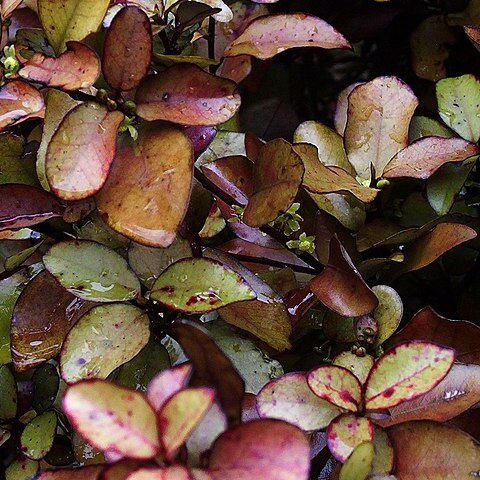 Pseudowintera unspecified picture