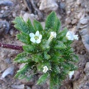 Ipomopsis polycladon unspecified picture