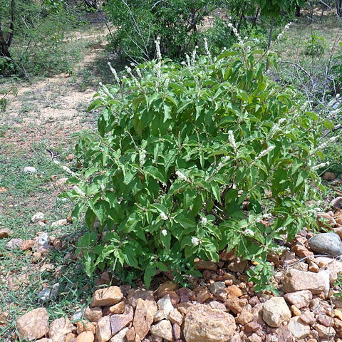 Croton heliotropiifolius unspecified picture