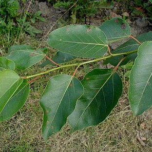 Populus unspecified picture