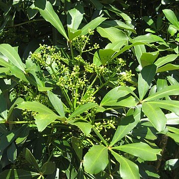 Pseudopanax unspecified picture