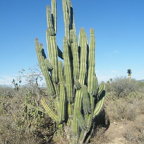 Stenocereus pruinosus unspecified picture
