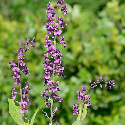 Streptanthus maculatus unspecified picture