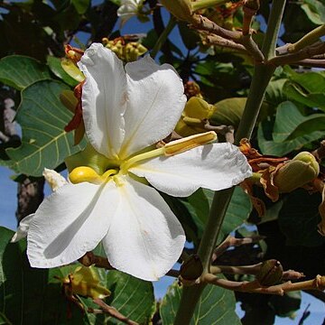 Salvertia convallariodora unspecified picture