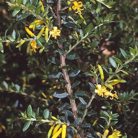 Persoonia asperula unspecified picture