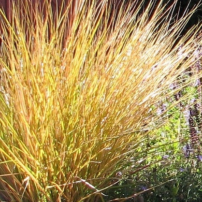 Anemanthele unspecified picture