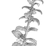 Nesogenes unspecified picture