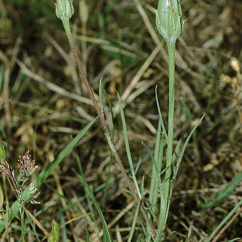 Scorzonera unspecified picture