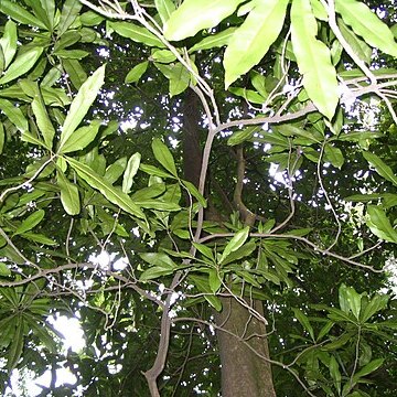 Ixonanthaceae unspecified picture