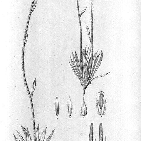 Gomphrena marginata unspecified picture