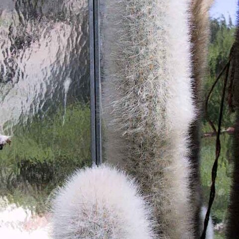 Espostoa senilis unspecified picture