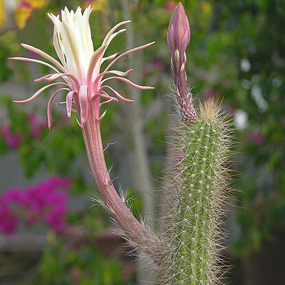 Nyctocereus unspecified picture