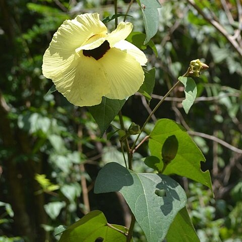 Azanza unspecified picture