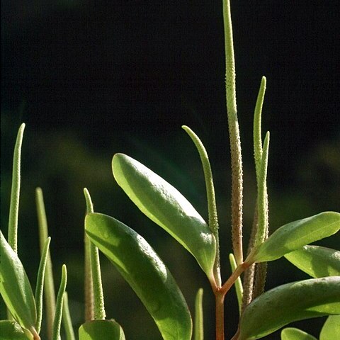 Peperomia wheeleri unspecified picture