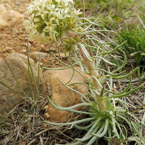 Ipomopsis spicata unspecified picture