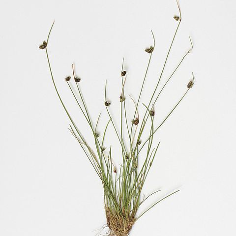 Isolepis unspecified picture