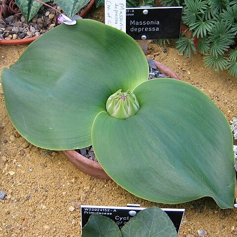 Massonia depressa unspecified picture