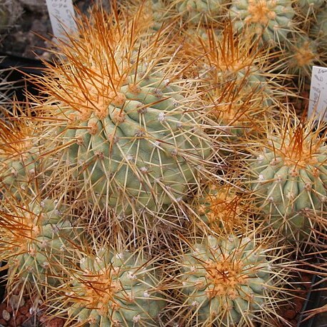 Copiapoa gigantea unspecified picture