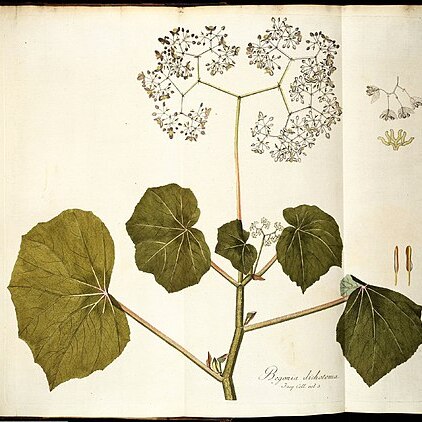 Begonia dichotoma unspecified picture