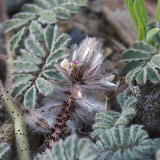 Dalea mollissima unspecified picture