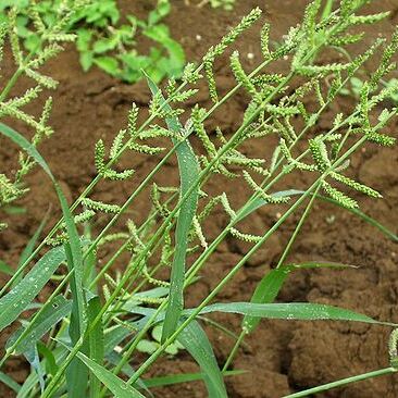 Echinochloa colona unspecified picture