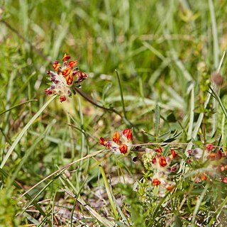 Anthyllis coccinea unspecified picture