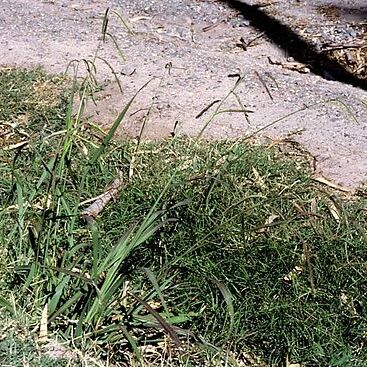 Paspalum unspecified picture