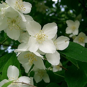 Philadelphus unspecified picture