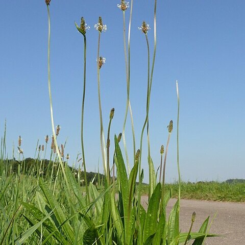 Plantaginaceae unspecified picture