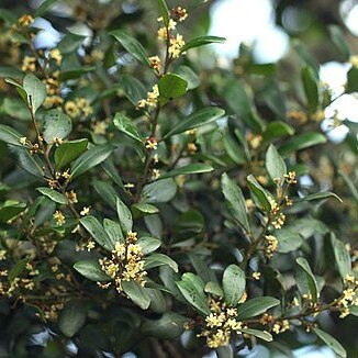 Pterocelastrus echinatus unspecified picture