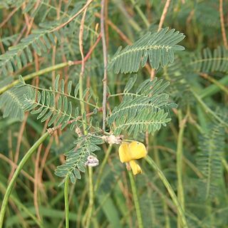 Sesbania cannabina unspecified picture